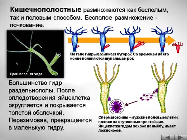 Схема способы размножения